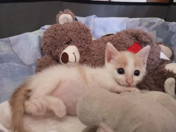 ANGY  uno splendore di micia di 25 mesi | Foto 0