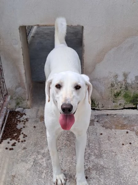 MINERVA 22 kg giovanissima | Foto 6