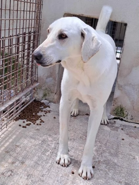 MINERVA 22 kg giovanissima | Foto 5