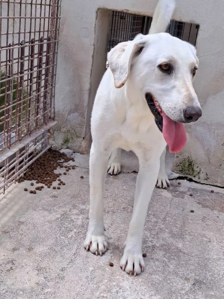 MINERVA 22 kg giovanissima | Foto 4