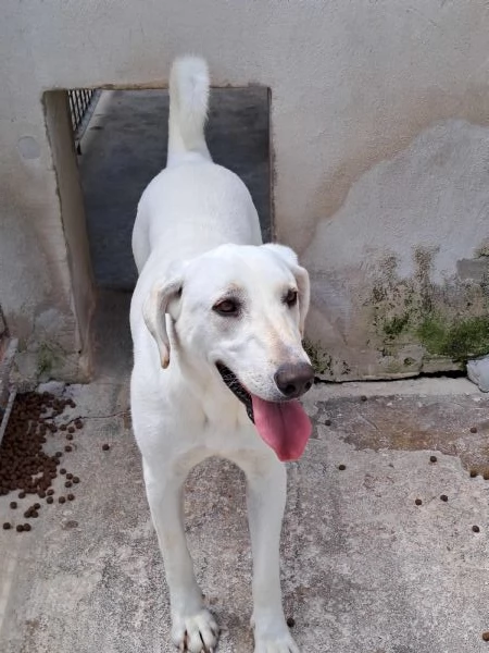 MINERVA 22 kg giovanissima | Foto 0