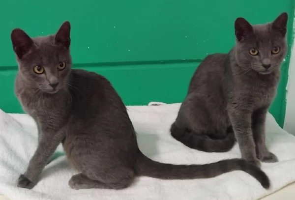 SIMIL CERTOSINI DI 5 MESI | Foto 3