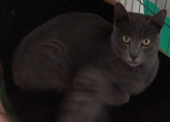 SIMIL CERTOSINI DI 5 MESI | Foto 2