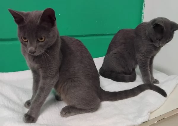 SIMIL CERTOSINI DI 5 MESI