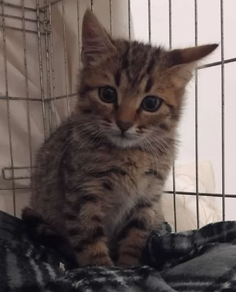 LILLO 2 MESI | Foto 1