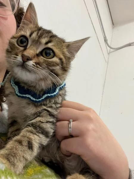 LILLO 2 MESI | Foto 0