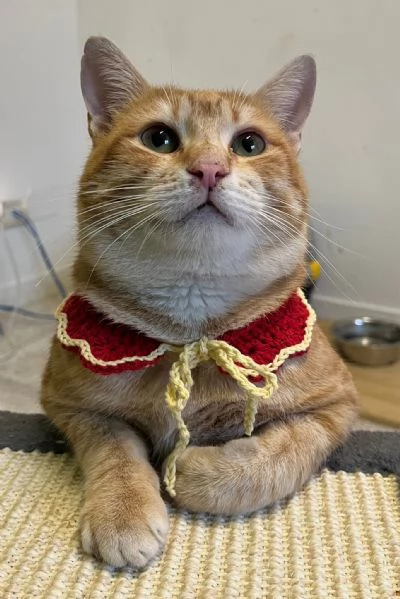 ARTURO micione rosso superlativo circa 10 mesi