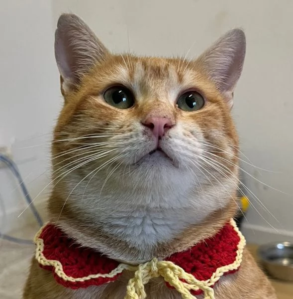 ARTURO micione rosso superlativo circa 10 mesi | Foto 2