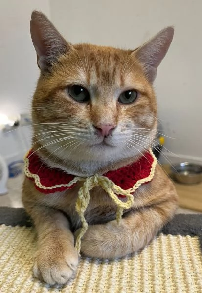 ARTURO micione rosso superlativo circa 10 mesi | Foto 1