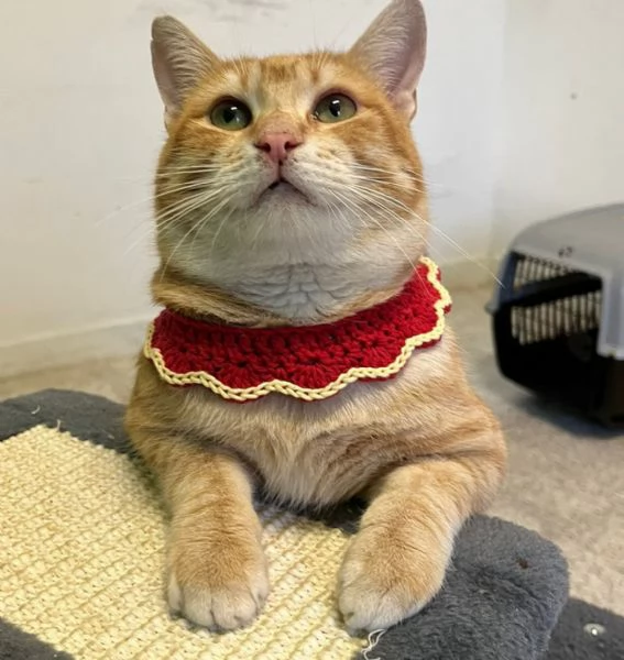 ARTURO micione rosso superlativo circa 10 mesi | Foto 0