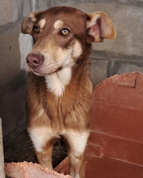 NUTELLA 7 mesi | Foto 0