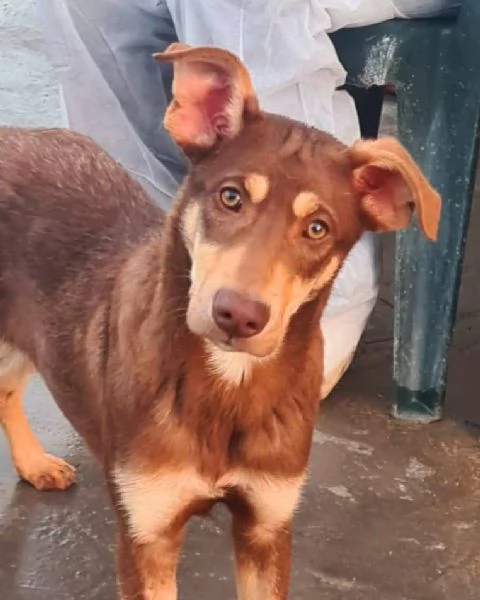 NUTELLA 7 mesi | Foto 0