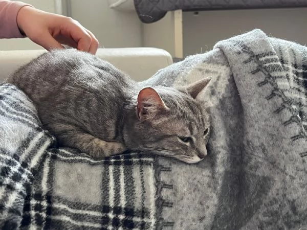 SISSY e MISTY mamma e cucciola adottiva | Foto 6