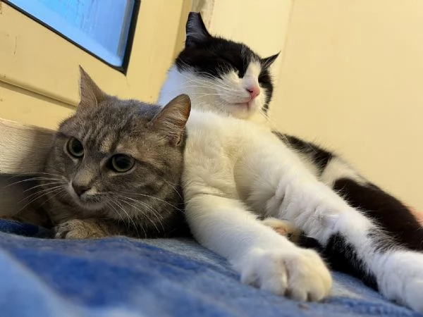 SISSY e MISTY mamma e cucciola adottiva | Foto 5