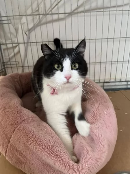 SISSI giovane gattina super coccolona | Foto 5