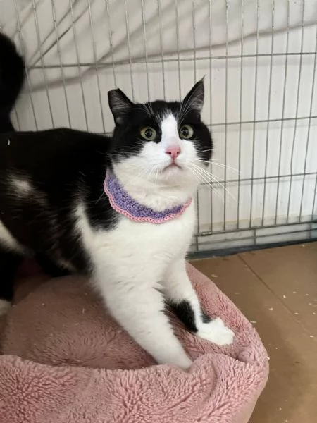 SISSI giovane gattina super coccolona | Foto 4