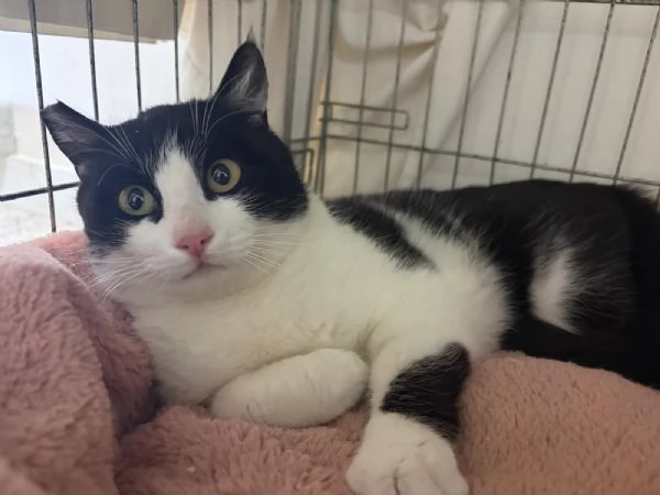 SISSI giovane gattina super coccolona | Foto 3