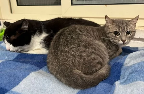 SISSY e MISTY mamma e cucciola adottiva | Foto 4