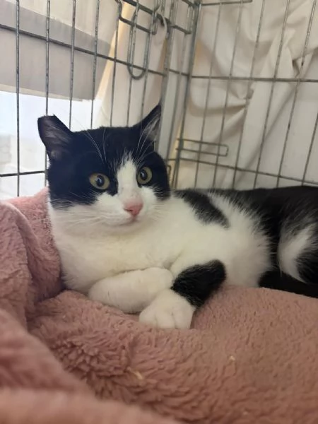 SISSI giovane gattina super coccolona | Foto 2