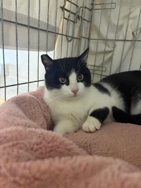 SISSI giovane gattina super coccolona