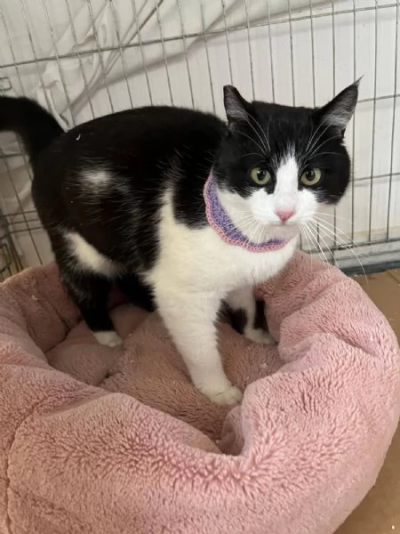 SISSI giovane gattina super coccolona | Foto 1