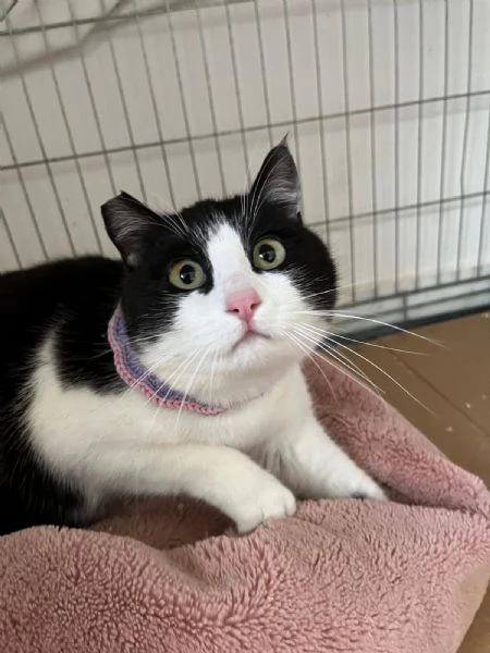 SISSI giovane gattina super coccolona | Foto 0