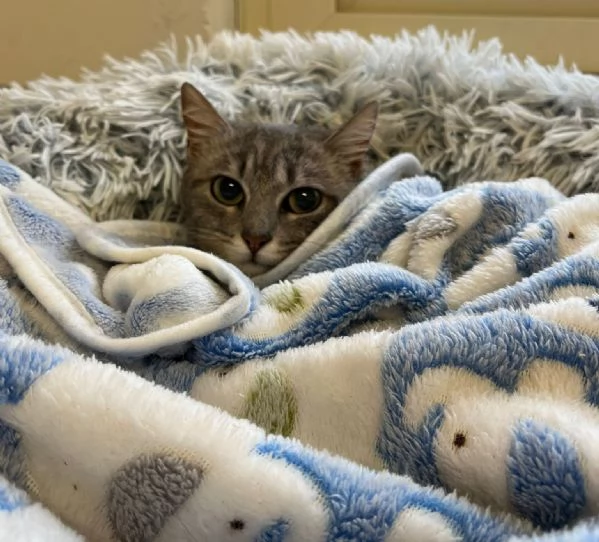 SISSY e MISTY mamma e cucciola adottiva | Foto 3