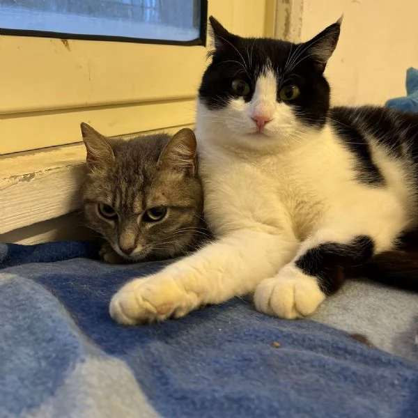 SISSY e MISTY mamma e cucciola adottiva | Foto 2