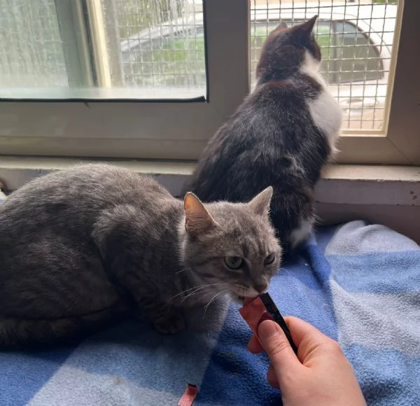 SISSY e MISTY mamma e cucciola adottiva | Foto 1