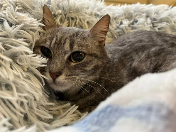 SISSY e MISTY mamma e cucciola adottiva | Foto 0