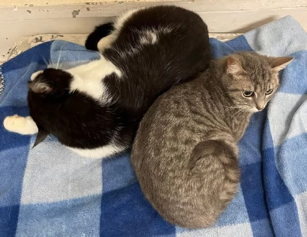 SISSY e MISTY mamma e cucciola adottiva