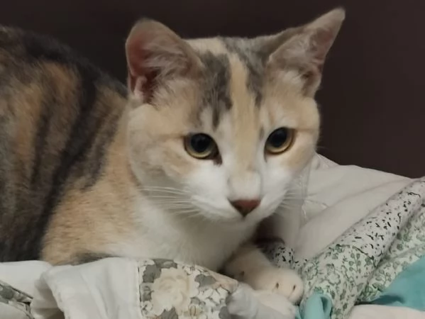 BONNIE 6 mesi dolce come il miele | Foto 4