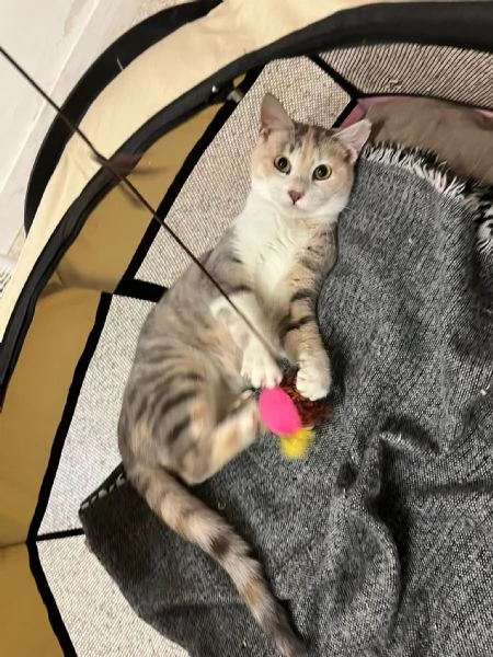 BONNIE 6 mesi dolce come il miele | Foto 3