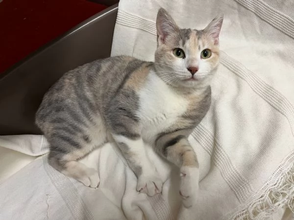 BONNIE 6 mesi dolce come il miele