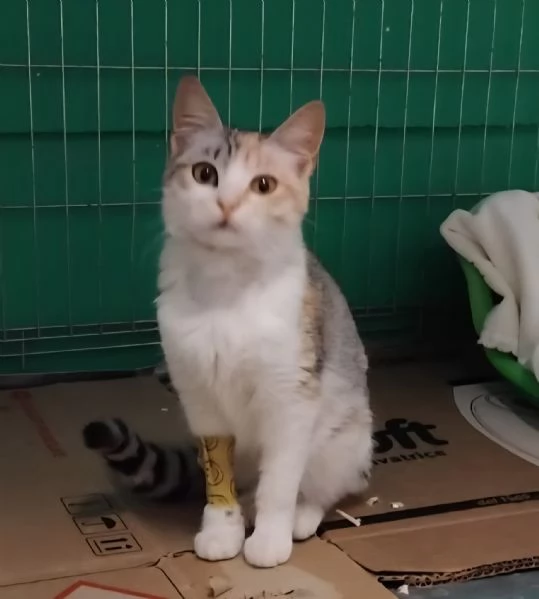 BONNIE 6 mesi dolce come il miele | Foto 0