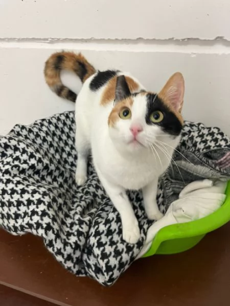 FATINA tricolore di 6 mesi | Foto 6