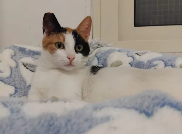 FATINA tricolore di 6 mesi | Foto 3