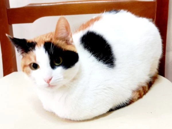 FATINA tricolore di 6 mesi | Foto 2