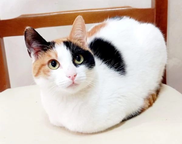 FATINA tricolore di 6 mesi | Foto 1