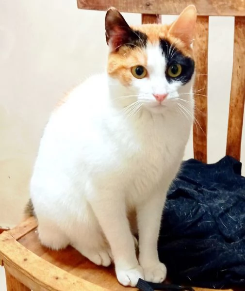 FATINA tricolore di 6 mesi | Foto 0