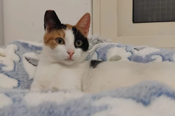 FATINA tricolore di 6 mesi