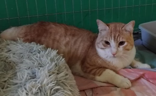 CAMILLO micio adorabile rosso e bianco