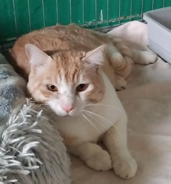 CAMILLO micio adorabile rosso e bianco | Foto 0