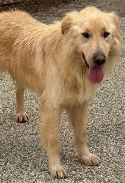 WHISKY e BIANCA due cani bellissimi ma sfortunati | Foto 4