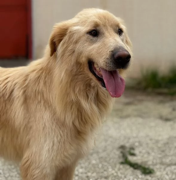 WHISKY e BIANCA due cani bellissimi ma sfortunati | Foto 3