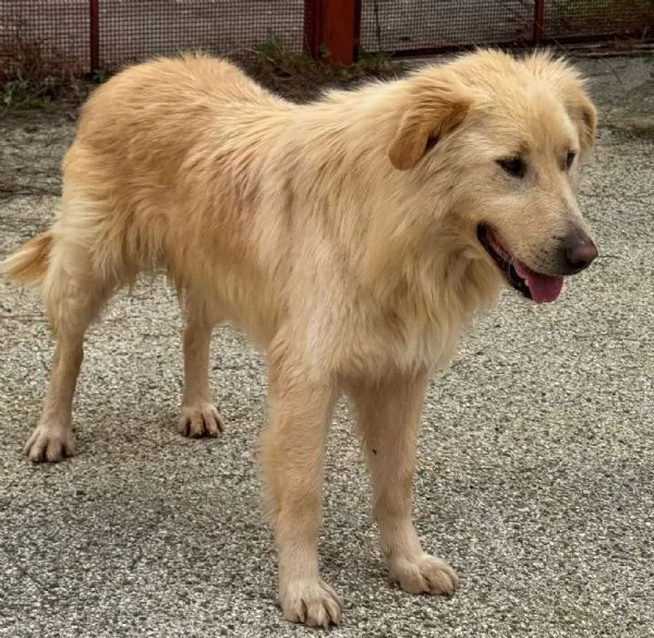 WHISKY e BIANCA due cani bellissimi ma sfortunati | Foto 1
