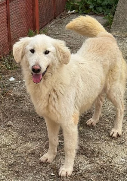 WHISKY e BIANCA due cani bellissimi ma sfortunati