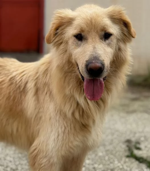 WHISKY e BIANCA due cani bellissimi ma sfortunati | Foto 0