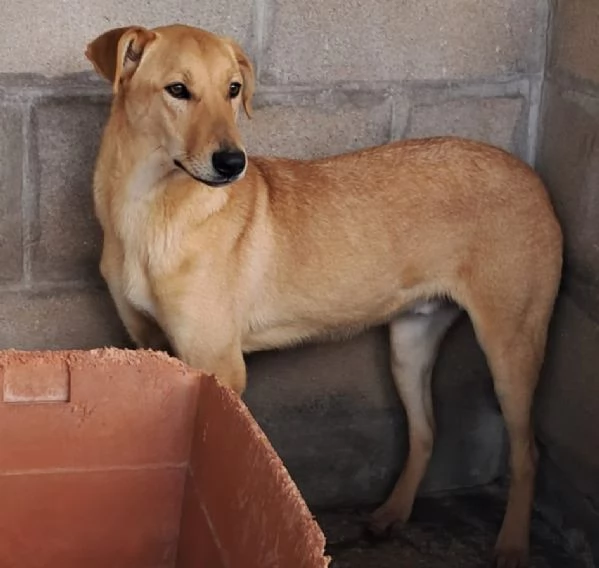 TEO 8 mesi dolcissimo | Foto 0