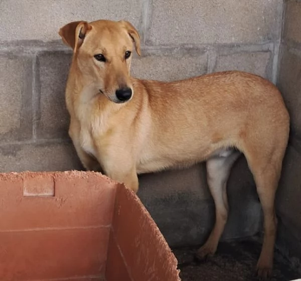 TEO 8 mesi dolcissimo